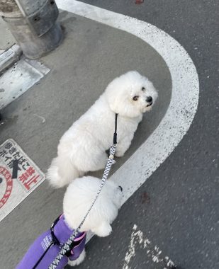 ビションフリーゼ　おもち  おもマッサージの日 IMG_2079-309x380