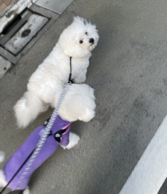 ビションフリーゼ　おもち  おもマッサージの日 IMG_2080-326x380