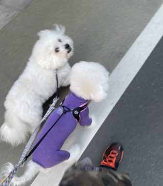 ビションフリーゼ　おもち  おもマッサージの日 IMG_2084-334x380