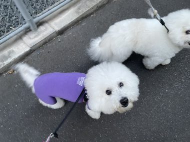 ビションフリーゼ　おもち  おもマッサージの日 IMG_2086-380x285