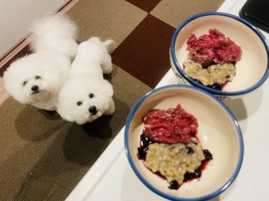 ビションフリーゼ　おもち  おもマッサージの日 IMG_2091-380x285