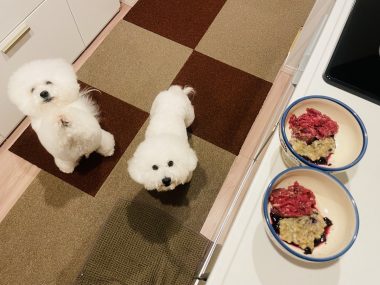 ビションフリーゼ　おもち  おもマッサージの日 IMG_2092-380x285