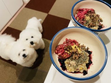 ビションフリーゼ　おもち  おもマッサージの日 IMG_2093-380x285