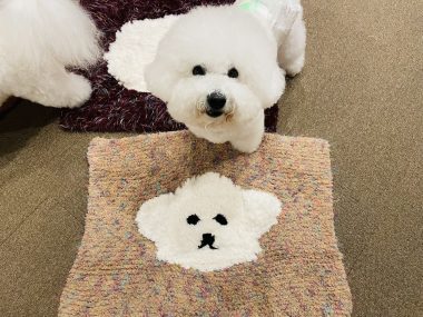 ビションフリーゼ　おもち  ジャックんママお手製のマット♡ IMG_2100-380x285