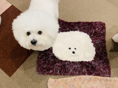 ビションフリーゼ　おもち  ジャックんママお手製のマット♡ IMG_2101-380x285