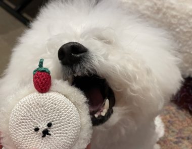 ビションフリーゼ　おもち  ジャックんママお手製のマット♡ IMG_2105-380x296