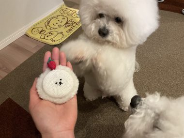 ビションフリーゼ　おもち  ジャックんママお手製のマット♡ IMG_2107-380x285