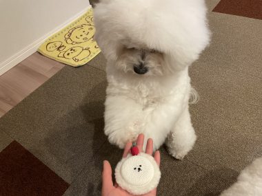 ビションフリーゼ　おもち  ジャックんママお手製のマット♡ IMG_2108-380x285