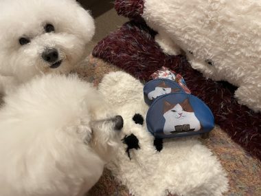 ビションフリーゼ　おもち  ジャックんママお手製のマット♡ IMG_2109-380x285