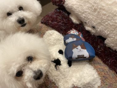 ビションフリーゼ　おもち  ジャックんママお手製のマット♡ IMG_2110-380x285