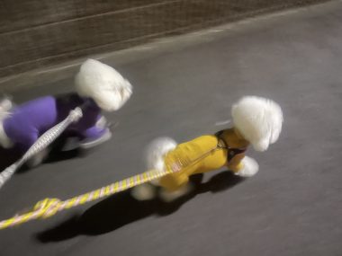 ビションフリーゼ　おもち  葛西でバイト飲み IMG_2111-380x285