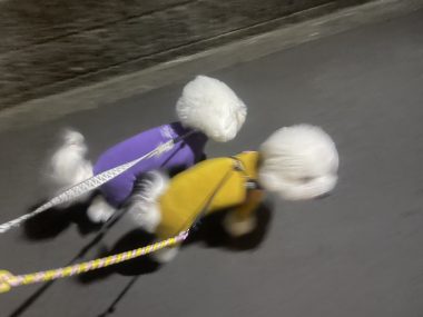 ビションフリーゼ　おもち  葛西でバイト飲み IMG_2112-380x285