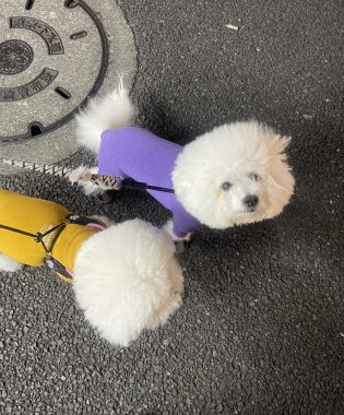 ビションフリーゼ　おもち  葛西でバイト飲み IMG_2113-315x380