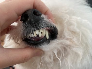 ビションフリーゼ　おもち  ソラムギオモフク IMG_2138-380x285