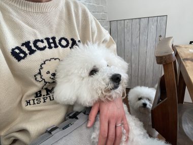 ビションフリーゼ　おもち  ソラムギオモフク IMG_2142-scaled-e1771925391413-380x285