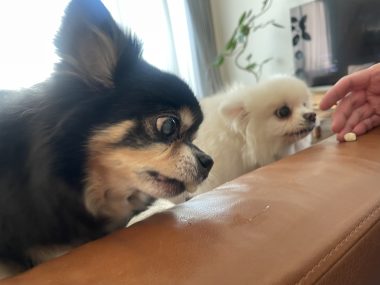 ビションフリーゼ　おもち  ソラムギオモフク IMG_2147-380x285