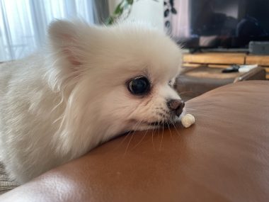 ビションフリーゼ　おもち  ソラムギオモフク IMG_2148-380x285