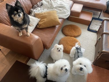 ビションフリーゼ　おもち  ソラムギオモフク IMG_2150-380x285