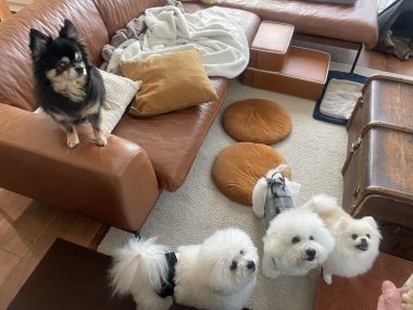 ビションフリーゼ　おもち  ソラムギオモフク IMG_2151-380x285