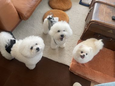 ビションフリーゼ　おもち  ソラムギオモフク IMG_2153-380x285