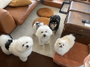 ビションフリーゼ　おもち  ソラムギオモフク IMG_2155-380x285