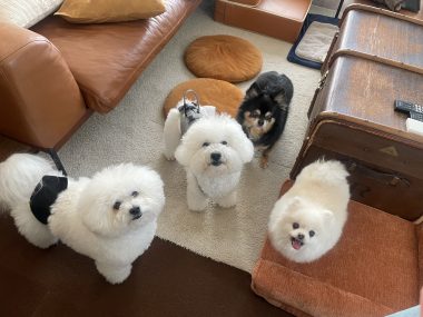 ビションフリーゼ　おもち  ソラムギオモフク IMG_2158-380x285