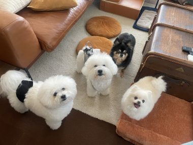 ビションフリーゼ　おもち  ソラムギオモフク IMG_2159-380x285