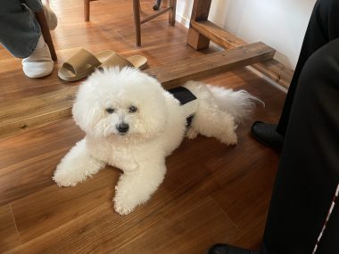 ビションフリーゼ　おもち  ソラムギオモフク IMG_2163-380x285