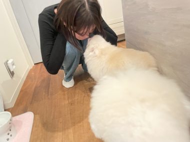 ビションフリーゼ　おもち  ソラムギオモフク IMG_2175-380x285