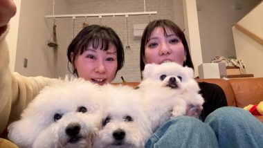 ビションフリーゼ　おもち  ソラムギオモフク IMG_2180-380x214