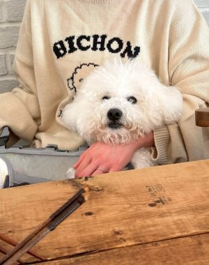 ビションフリーゼ　おもち  ソラムギオモフク IMG_2181-300x380