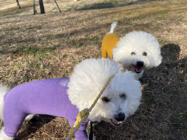 ビションフリーゼ おもち 抜けた歯が出てきました(笑) IMG_2182-380x285 ビションフリーゼ おもち 抜けた歯が出てきました(笑) IMG_2182-380x285