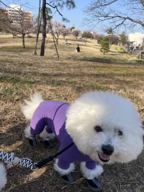 ビションフリーゼ おもち 抜けた歯が出てきました(笑) IMG_2183-scaled-e1772018721796-285x380 ビションフリーゼ おもち 抜けた歯が出てきました(笑) IMG_2183-scaled-e1772018721796-285x380