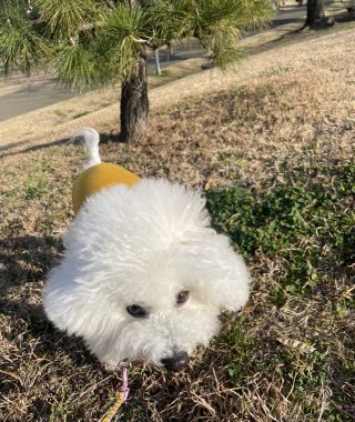 ビションフリーゼ おもち 抜けた歯が出てきました(笑) IMG_2185-320x380 ビションフリーゼ おもち 抜けた歯が出てきました(笑) IMG_2185-320x380