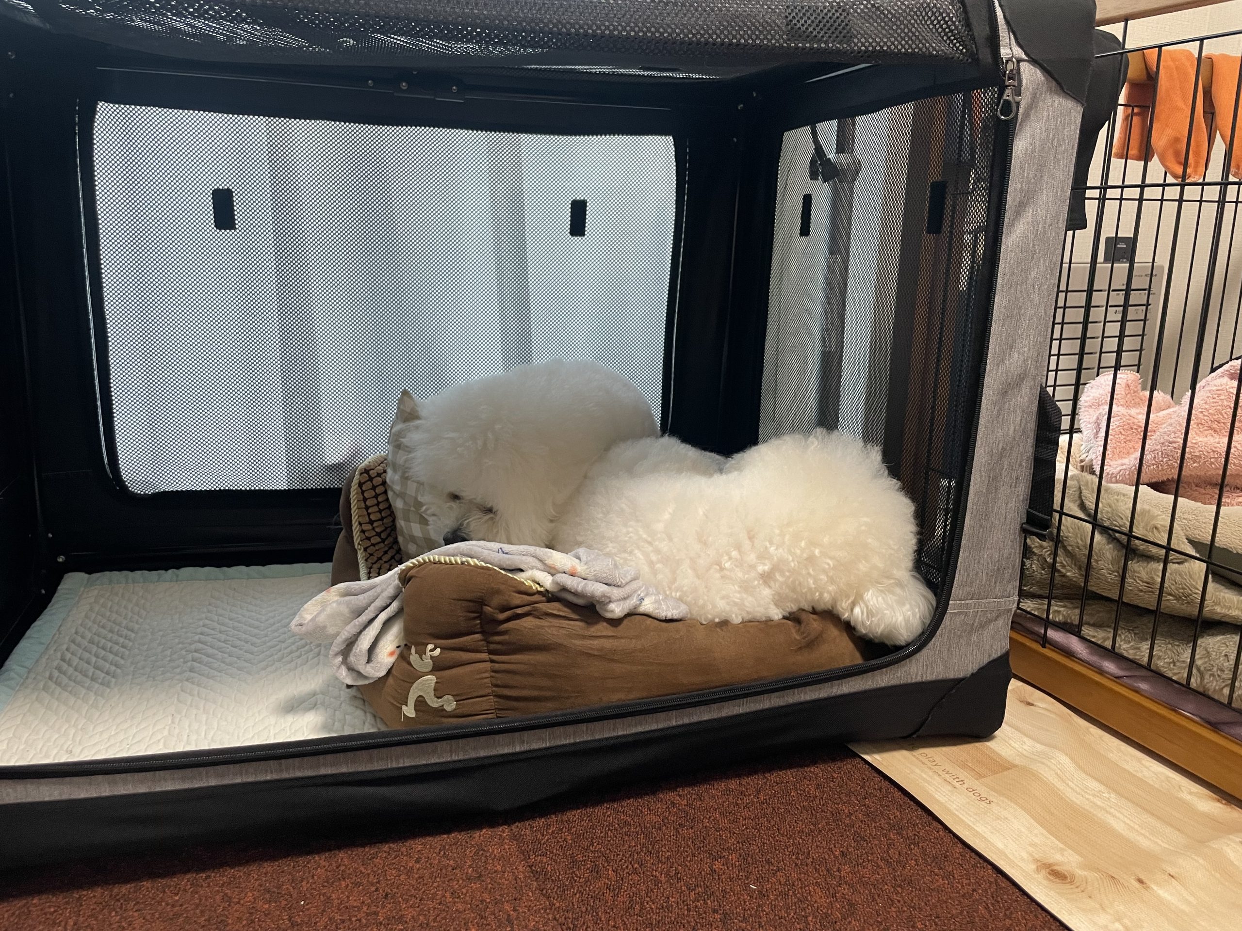 ビションフリーゼ おもち 抜けた歯が出てきました(笑) IMG_2188-scaled ビションフリーゼ おもち 抜けた歯が出てきました(笑) IMG_2188-scaled