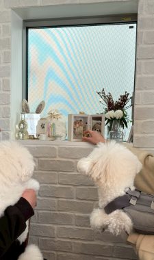 ビションフリーゼ　おもち  ソラムギオモフク IMG_2193-225x380