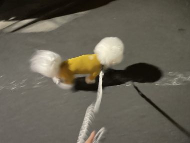 ビションフリーゼ おもち 抜けた歯が出てきました(笑) IMG_2194-380x285 ビションフリーゼ おもち 抜けた歯が出てきました(笑) IMG_2194-380x285