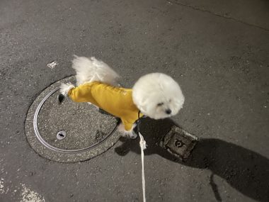 ビションフリーゼ おもち 抜けた歯が出てきました(笑) IMG_2195-380x285 ビションフリーゼ おもち 抜けた歯が出てきました(笑) IMG_2195-380x285