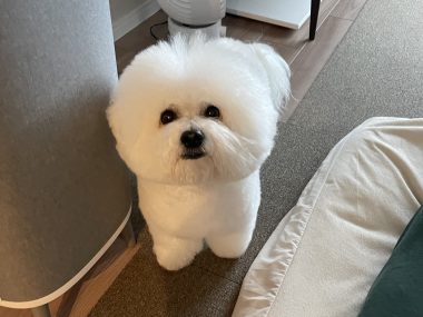 ビションフリーゼ おもち おもちふくトリミング&おものイボクリーム IMG_2201-380x285 ビションフリーゼ おもち おもちふくトリミング&おものイボクリーム IMG_2201-380x285