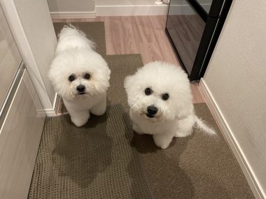 ビションフリーゼ おもち おもちふくトリミング&おものイボクリーム IMG_2204-380x285 ビションフリーゼ おもち おもちふくトリミング&おものイボクリーム IMG_2204-380x285