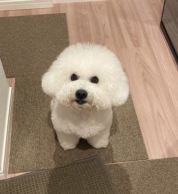 ビションフリーゼ おもち おもちふくトリミング&おものイボクリーム IMG_2207-349x380 ビションフリーゼ おもち おもちふくトリミング&おものイボクリーム IMG_2207-349x380