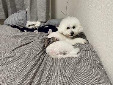 ビションフリーゼ おもち おもちふくトリミング&おものイボクリーム IMG_2208-380x285 ビションフリーゼ おもち おもちふくトリミング&おものイボクリーム IMG_2208-380x285