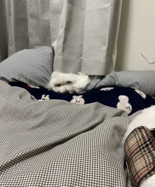 ビションフリーゼ おもち おもちふくトリミング&おものイボクリーム IMG_2210-315x380 ビションフリーゼ おもち おもちふくトリミング&おものイボクリーム IMG_2210-315x380