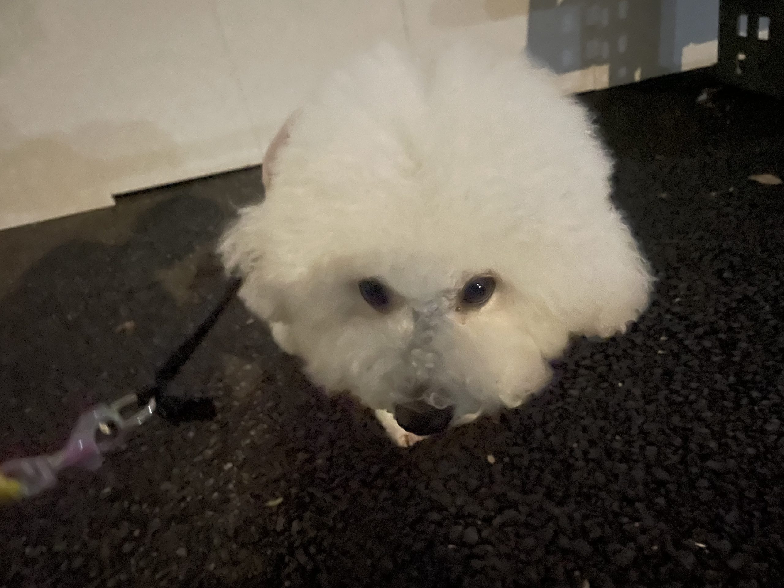 ビションフリーゼ おもち おもちふくトリミング&おものイボクリーム IMG_2213-scaled ビションフリーゼ おもち おもちふくトリミング&おものイボクリーム IMG_2213-scaled