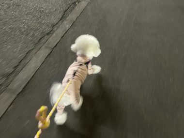 ビションフリーゼ おもち おもちふくトリミング&おものイボクリーム IMG_2218-380x285 ビションフリーゼ おもち おもちふくトリミング&おものイボクリーム IMG_2218-380x285