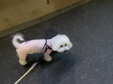 ビションフリーゼ おもち おもちふくトリミング&おものイボクリーム IMG_2219-380x285 ビションフリーゼ おもち おもちふくトリミング&おものイボクリーム IMG_2219-380x285