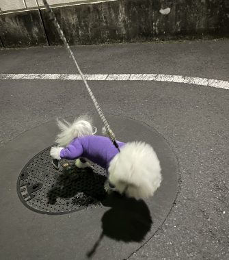 ビションフリーゼ おもち おもちふくトリミング&おものイボクリーム IMG_2226-335x380 ビションフリーゼ おもち おもちふくトリミング&おものイボクリーム IMG_2226-335x380