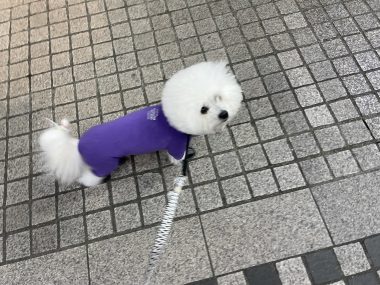 ビションフリーゼ おもち おもちふくトリミング&おものイボクリーム IMG_2229-380x285 ビションフリーゼ おもち おもちふくトリミング&おものイボクリーム IMG_2229-380x285