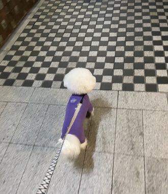 ビションフリーゼ おもち おもちふくトリミング&おものイボクリーム IMG_2230-330x380 ビションフリーゼ おもち おもちふくトリミング&おものイボクリーム IMG_2230-330x380