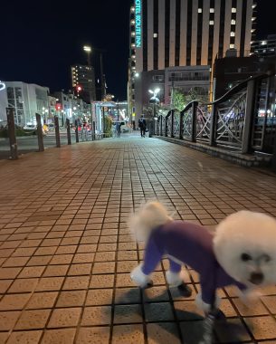 ビションフリーゼ おもち おもちふくトリミング&おものイボクリーム IMG_2233-305x380 ビションフリーゼ おもち おもちふくトリミング&おものイボクリーム IMG_2233-305x380